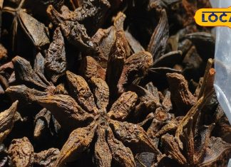Chakra phool or Star anise Benefits: चक्र फूल मसाला सेहत का खजाना, जानें फायदे