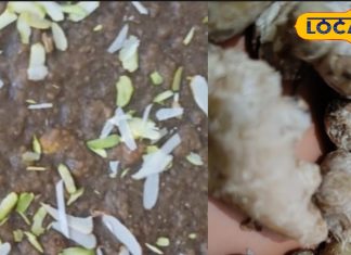 अदरक का हलवा बनाने की विधि | Ginger Halwa Recipe for Winter Immunity