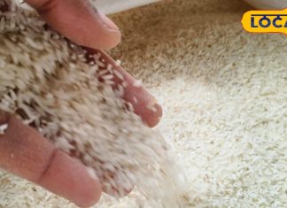 यह है चावल का “बादशाह”, नाम सुनते ही आती है राजाओं जैसी फीलिंग, स्वाद और सुगंध के दीवाने लोग – Uttar Pradesh News