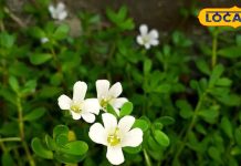 दिमाग के लिए संजीवनी ये बूटी! आंगन में आसानी से उगेगी, जानें कैसे करें सही इस्तेमाल – Madhya Pradesh News