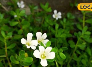 दिमाग के लिए संजीवनी ये बूटी! आंगन में आसानी से उगेगी, जानें कैसे करें सही इस्तेमाल – Madhya Pradesh News