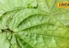 Betel leaves benefits : सर्दियों में सेहत के लिए वरदान है पान, इसके फायदे चमत्कारी, महिलाओं के लिए संजीवनी, जानें कैसे – Uttar Pradesh News