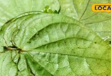 Betel leaves benefits : सर्दियों में सेहत के लिए वरदान है पान, इसके फायदे चमत्कारी, महिलाओं के लिए संजीवनी, जानें कैसे – Uttar Pradesh News