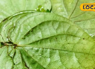 Betel leaves benefits : सर्दियों में सेहत के लिए वरदान है पान, इसके फायदे चमत्कारी, महिलाओं के लिए संजीवनी, जानें कैसे – Uttar Pradesh News
