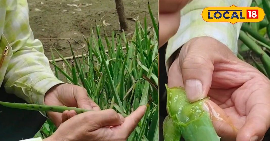 आंगन में उगाएं यह पौधा, पाएं त्वचा की सुरक्षा और नमी, एक्सपर्ट ने बताए फायदे – Uttar Pradesh News