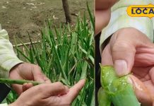 आंगन में उगाएं यह पौधा, पाएं त्वचा की सुरक्षा और नमी, एक्सपर्ट ने बताए फायदे – Uttar Pradesh News