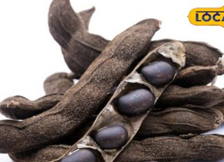 युवाओं में क्यों बढ़ रहा है कौंच बीज का क्रेज? जानिए इसके फायदे और सेवन करने का सही तरीका