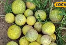 इंद्रायणी के फायदे, उपयोग, बीमारियों में असर और सावधानियां