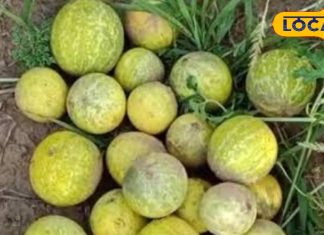 इंद्रायणी के फायदे, उपयोग, बीमारियों में असर और सावधानियां