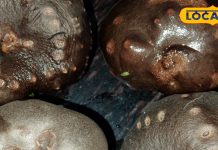 महंगे सुपरफूड भी इसके सामने फेल, बेल में उगने वाला ये पहाड़ी आलू है असली खजाना, कमजोरी से लेकर कब्ज तक में रामबाण – Uttarakhand News