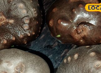 महंगे सुपरफूड भी इसके सामने फेल, बेल में उगने वाला ये पहाड़ी आलू है असली खजाना, कमजोरी से लेकर कब्ज तक में रामबाण – Uttarakhand News