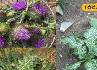 मिल्क थीसल के फायदे लिवर डिटॉक्स और त्वचा स्वास्थ्य के लिए जानें.