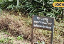 यह जंगली प्याज गाल ब्लैडर की पथरी में है बेहद असरदार, जानिए आयुर्वेद का रहस्य, कैंसर में भी सहायक – Uttar Pradesh News