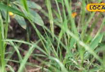 जानवरों के लिए नहीं….. इंसानों के लिए भी वरदान, दूब घास से स्वस्थ रहे शरीर और मन, जानिए इसके फायदे – Uttar Pradesh News