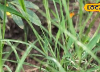 जानवरों के लिए नहीं….. इंसानों के लिए भी वरदान, दूब घास से स्वस्थ रहे शरीर और मन, जानिए इसके फायदे – Uttar Pradesh News