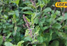 तुलसी के पत्तों की चाय…. सेहत का देसी अमृत, सर्दी-जुकाम और खांसी से बचाने वाली आयुर्वेदिक टॉनिक – Uttar Pradesh News