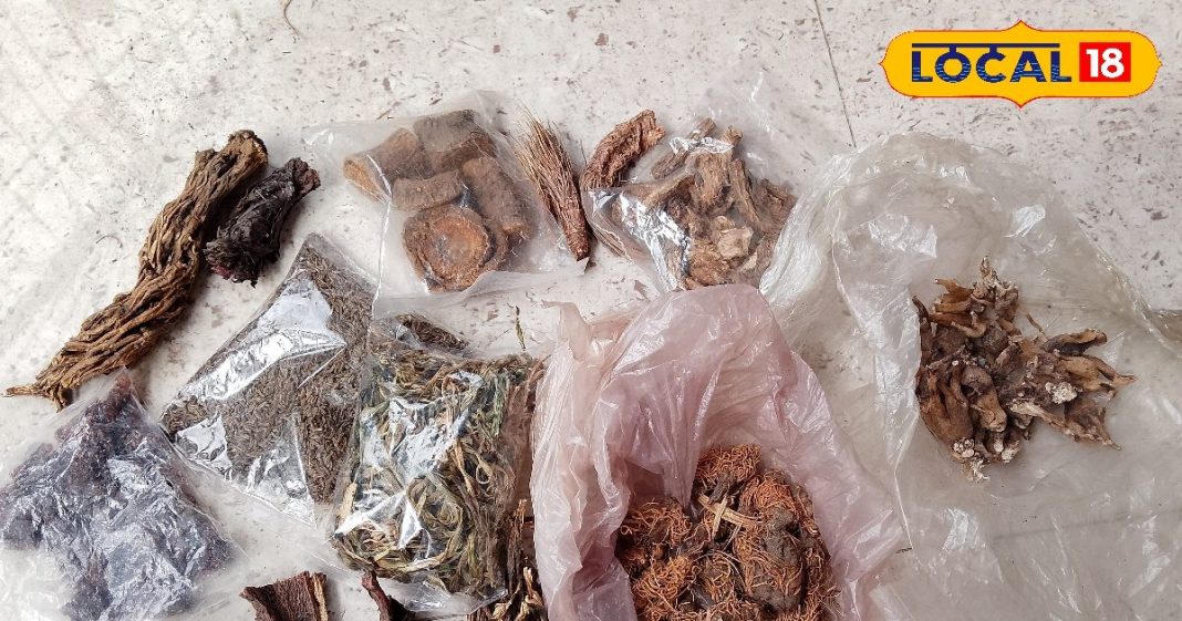 Health tips : भूत केश से गंधरेनी तक…हिमालय की ये 6 जड़ी-बूटियां कई रोगों में रामबाण, तुरंत दिलाएं राहत – Uttarakhand News