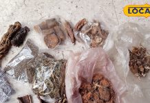 Health tips : भूत केश से गंधरेनी तक…हिमालय की ये 6 जड़ी-बूटियां कई रोगों में रामबाण, तुरंत दिलाएं राहत – Uttarakhand News