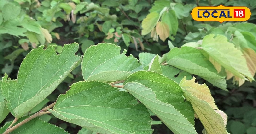 यह फल नहीं…. बल्कि पत्ते भी हैं रामबाण औषधि, त्वचा और इम्यूनिटी के लिए फायदेमंद, जानें इस्तेमाल का तरीका – Uttar Pradesh News