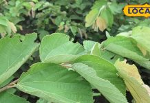 यह फल नहीं…. बल्कि पत्ते भी हैं रामबाण औषधि, त्वचा और इम्यूनिटी के लिए फायदेमंद, जानें इस्तेमाल का तरीका – Uttar Pradesh News