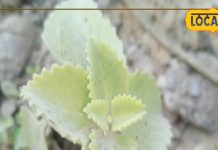 क्यूबन ऑर्गेनो! चमत्कार की दुकान है यह पेड़, प्रोटीन-मिनरल्स से भरपूर..स्वाद और अद्भुत फायदे, दर्द-सुजन से मिलेगी राहत