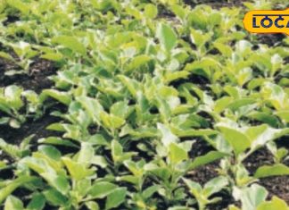 तनाव, नींद और ताकत का आयुर्वेदिक इलाज! अश्वगंधा कैसे बदलता है शरीर और दिमाग, जानिए फायदे – Uttar Pradesh News