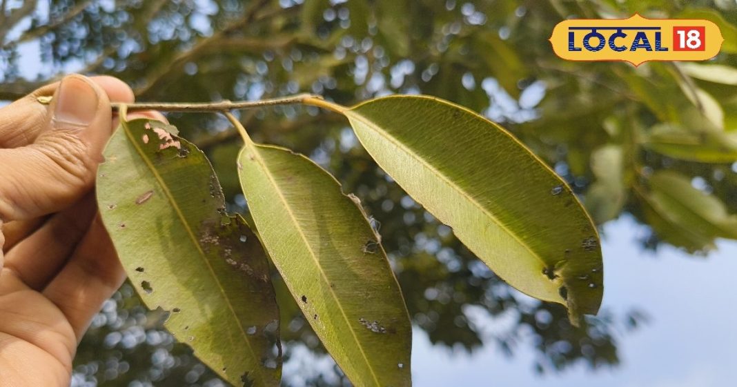 कई बीमारियों में रामबाण हैं जामुन की पत्तियां! मोटापा, दांतों के दर्द और पाचन समस्या से मिलेगा छुटकारा