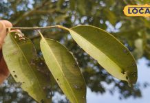 कई बीमारियों में रामबाण हैं जामुन की पत्तियां! मोटापा, दांतों के दर्द और पाचन समस्या से मिलेगा छुटकारा