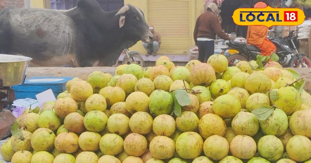 सर्दियों में सेहत के लिए सुपरफ्रूट से कम नहीं है अमरूद, रोजाना ऐसे करें सेवन, मिलेंगे गजब के फायदे