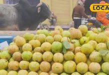 सर्दियों में सेहत के लिए सुपरफ्रूट से कम नहीं है अमरूद, रोजाना ऐसे करें सेवन, मिलेंगे गजब के फायदे