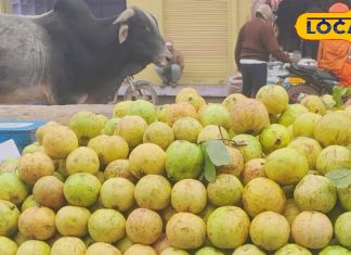 सर्दियों में सेहत के लिए सुपरफ्रूट से कम नहीं है अमरूद, रोजाना ऐसे करें सेवन, मिलेंगे गजब के फायदे