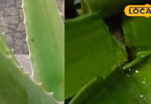 सर्दियों में रूखी और बेजान त्वचा? आज से ही शुरू करें इस खास उपाय का इस्तेमाल, त्वचा होगी सॉफ्ट और बेदाग – Uttar Pradesh News