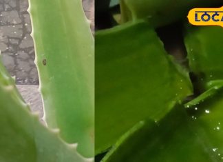 सर्दियों में रूखी और बेजान त्वचा? आज से ही शुरू करें इस खास उपाय का इस्तेमाल, त्वचा होगी सॉफ्ट और बेदाग – Uttar Pradesh News