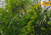 Bamboo benefits : कभी पी है बांस की पत्तियों वाली चाय? खाली पेट पीने के जादुई फायदे, जानें बनाने का तरीका – Uttar Pradesh News