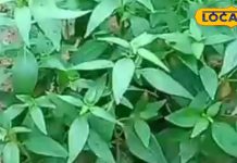 Chirayta benefits |chirayta heath benefits |chirayta ayurvedic benefits |आयुर्वेद की सबसे कड़वी लेकिन सबसे ताकतवर औषधि चिरायता, जो इम्युनिटी बढ़ाकर खून की करती है सफाई