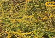 कब्ज, मधुमेह और बाल झड़ने में रामबाण, अमरबेल से पाएं स्वास्थ्य का अमृत, जानें सही तरीका – Uttar Pradesh News