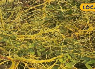 कब्ज, मधुमेह और बाल झड़ने में रामबाण, अमरबेल से पाएं स्वास्थ्य का अमृत, जानें सही तरीका – Uttar Pradesh News