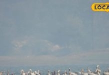 बिहार की ये जगह है प्रवासी पक्षियों की सबसे पसंदीदा, आते हैं साइबेरिया और ऑस्ट्रेलिया से पक्षी, जानिए कैसे पहुंचे और कब जाएं