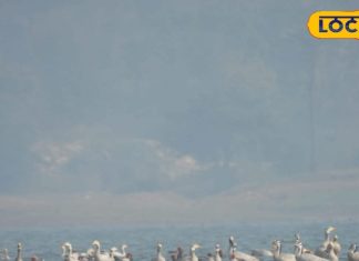 बिहार की ये जगह है प्रवासी पक्षियों की सबसे पसंदीदा, आते हैं साइबेरिया और ऑस्ट्रेलिया से पक्षी, जानिए कैसे पहुंचे और कब जाएं