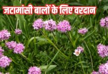 Jatamansi benefits for healthy hair: बालों के लिए जटामांसी के फायदे