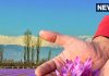 Which Place Is Known As The Saffron Capital Of India