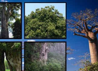 World Oldest Tree | दुनिया का सबसे पुराना पेड़