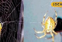 Vastu Tips : घर पर मकड़ी के लगे हैं जाले, तो हो जाएं सावधान, होता है अशुभ, ज्योतिषी से जानें इसके नुकसान
