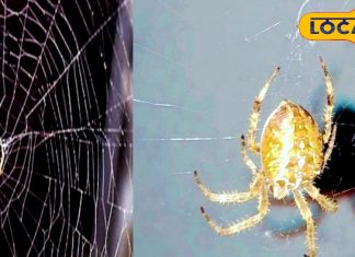 Vastu Tips : घर पर मकड़ी के लगे हैं जाले, तो हो जाएं सावधान, होता है अशुभ, ज्योतिषी से जानें इसके नुकसान