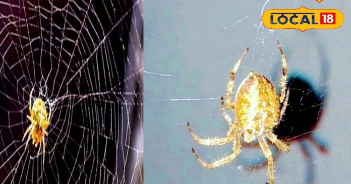 Vastu Tips : घर पर मकड़ी के लगे हैं जाले,