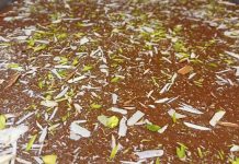 रामपुर का फेमस हब्शी हलवा, नवाबी दौर की देन, स्वाद और सेहत का अनोखा संगम – Bharat.one हिंदी