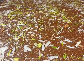 रामपुर का फेमस हब्शी हलवा, नवाबी दौर की देन, स्वाद और सेहत का अनोखा संगम – Bharat.one हिंदी