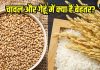 Which is better rice or wheat: चावल या गेहूं, सेहत के लिए कौन है अधिक फायदेमंद?