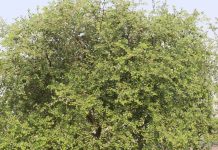 कब्ज के लिए रामबाण है ये पत्तियां, पौधों से होता है कई बीमारियों का इलाज