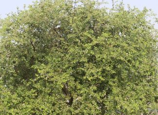 कब्ज के लिए रामबाण है ये पत्तियां, पौधों से होता है कई बीमारियों का इलाज